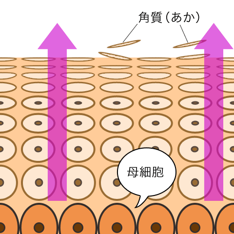 肌細胞